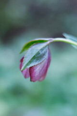 Obraz premium Close-up of Purple Hellebore (Lenten Rose) Blooming in Early Spring Garden