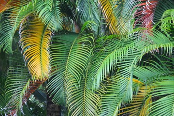 Roślinność  wysp Oceanu Spokojnego © Dariusz