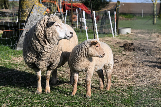 mouton elevage laine printemps foin