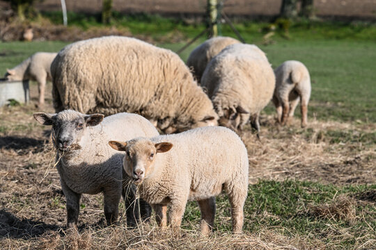 mouton elevage laine printemps foin