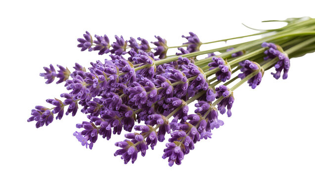 Vibrant purple lavender blooms, slender green stems arranged in a fragrant bouquet