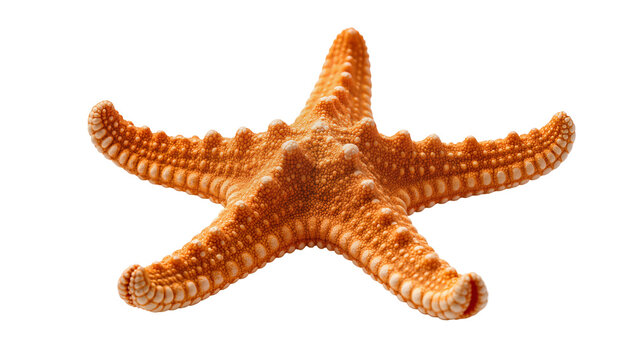 Textured orange starfish displaying spiny surface, resting flat