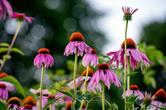 Pink echinacea coneflowers bloom in a garden at varying heights, a lush and colorful display of one of the garden's most beloved medicinal and pollinator plants.