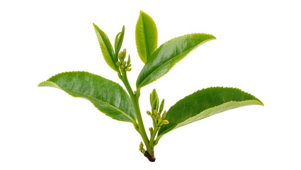 Vibrant green tea plant branch, displaying delicate buds and glossy leaves © Sindre