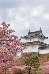 Naklejka premium 宇都宮城址公園の河津桜（栃木県宇都宮市）