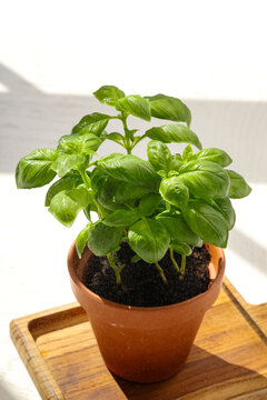Fresh basil plant in pot on table