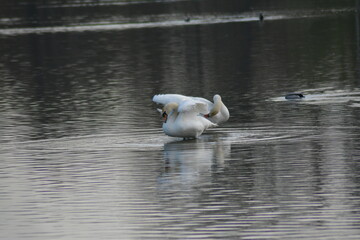 Para łąbędzi niemych na wodzie © birdypl