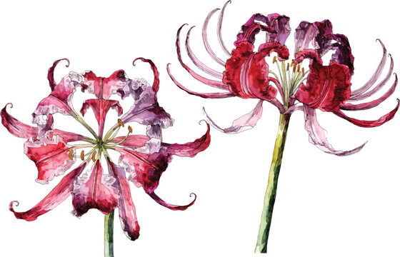 Watercolor Illustration of Red Spider Lily Flowers