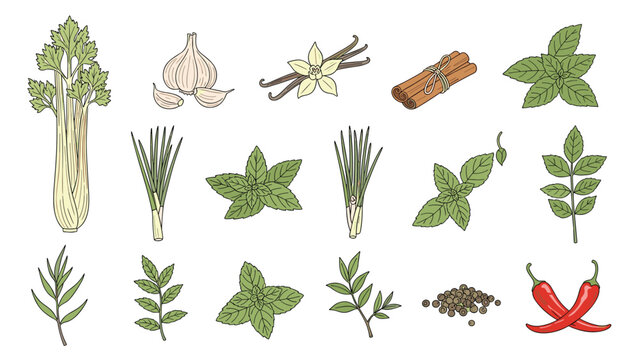 Collection of assorted culinary herbs and spices including celery stalks, garlic, vanilla beans, cinnamon sticks, mint, and chili peppers.