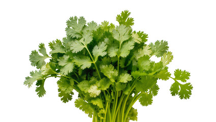 Fresh vibrant cilantro bunch, displaying lush green leaves and stems © Trym