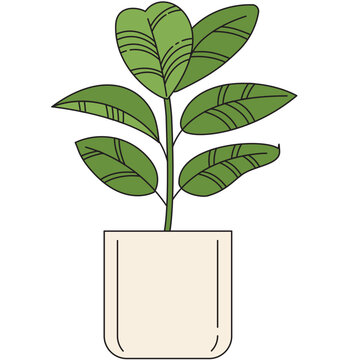 rubber tree illustration