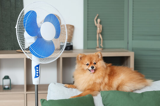 Cute Pomeranian spitz with electric fan lying on sofa in living room