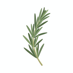 Fototapeta premium Close-up of a sprig of fresh rosemary with green needle-like leaves on a white background