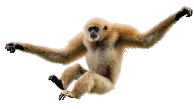 Light brown gibbon leaping extending limbs, displaying primate agility