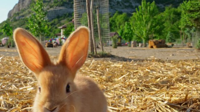 Brown rabbit runs on straw in farm area with green trees on sunny day