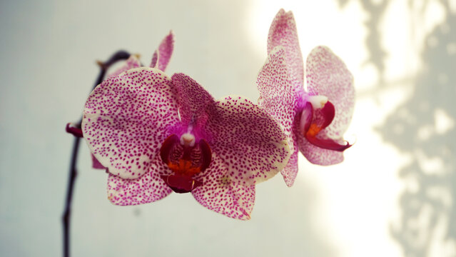 Two orchid flowers with white petals speckled pink-purple and deep reddish-purple centers.