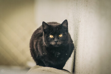 portrait of a cat © Бояна Борисова