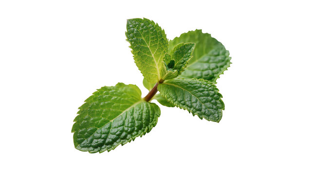 Fresh vibrant green mint sprig, displaying textured leaves and a central stem