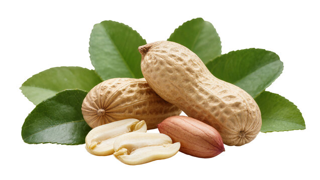 Roasted peanuts in shells, surrounded by vibrant green peanut leaves