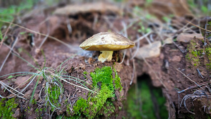 Wild mushroom emerging from moss-covered red soil in a forest, showcasing earthy textures and natural growth in a damp woodland setting with soft bokeh background © CanYalicn