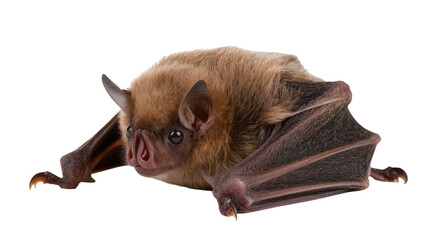 Brown little bat hanging, displaying membranous wings and sharp claws © Trym