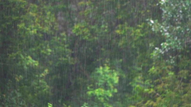 Falling rain jets on a blurred forest background.