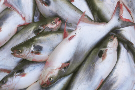 Many raw pangasius fishes as background	