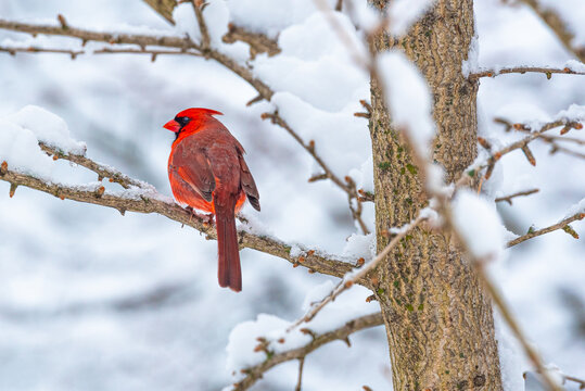 Red Northern Cardinal bird perched on bare Ginkgo tree branch in winter