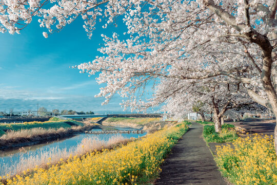 Cherry blossoms and rapeseed flowers along riverside path with blue sky spring landscape copy space