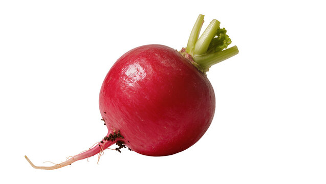 Vibrant red radish with green leafy top, displaying earthy roots and soil