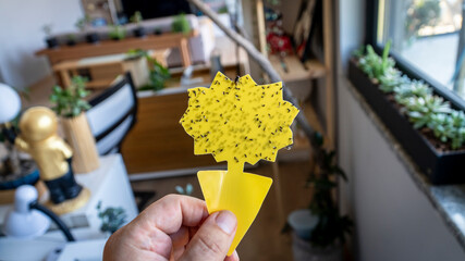 Hand holding a yellow sticky trap covered with fungus gnats flies in a home interior, demonstrating indoor plant pest control and houseplant care. © CanYalicn