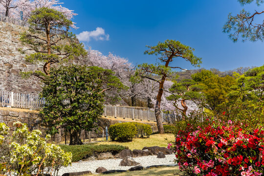 Traditional Japanese garden landscape with sakura trees and ancient castle ruins