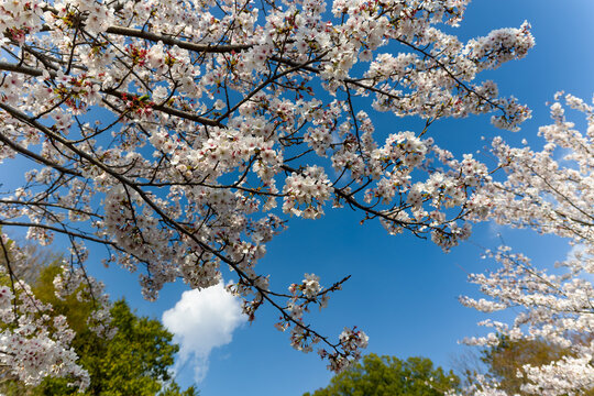 Close up of white sakura flowers on a tree during spring season in Japan