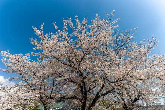 Sakura tree in full bloom under a bright clear blue sky during spring season