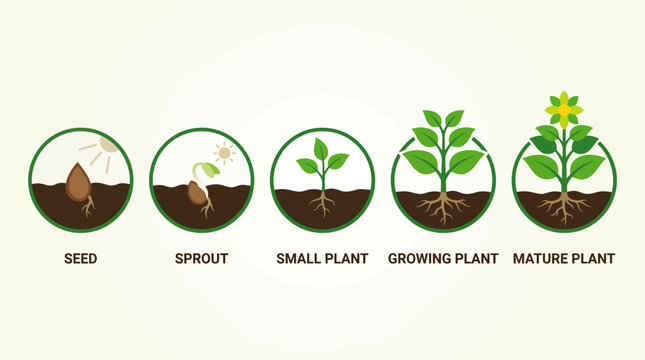 Complete plant life cycle illustration depicting sequential growth stages from tiny seed germination to a vibrant mature flowering plant with roots and leaves