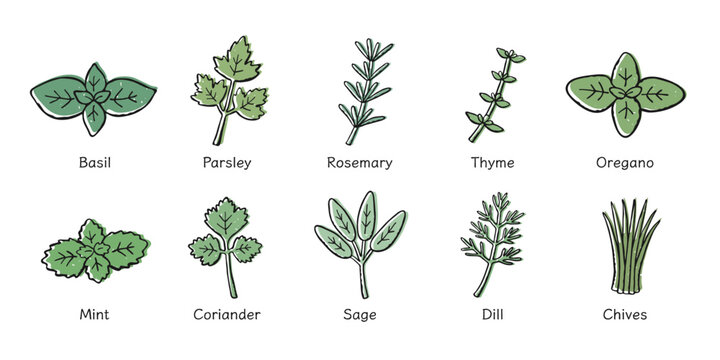 Hand-Drawn Culinary Herbs Collection, Botanical Vector Set