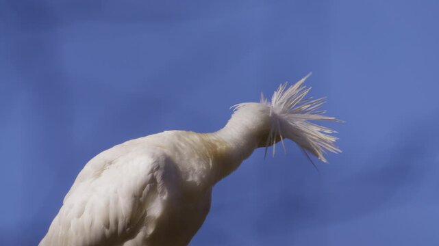 Eurasian Spoonbill with funky crest feathers using bill to preen white feathers