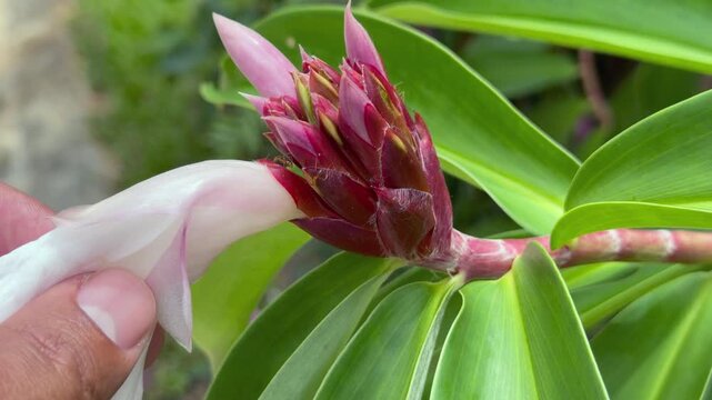 Crepe ginger, white costus, spiral ginger flower, ants, inside the flower exotic garden, Mahe, Seychelles 25fps 002