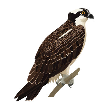 Flat-design 2D vector artwork of a Osprey, styled as an icon and isolated against white background