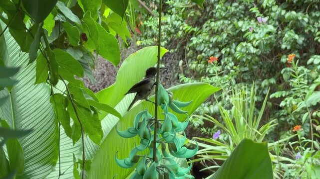Slow motion of Seychelles sunbird, humming bird, colibri searching for nectar inside the blue jade flower, flower exotic garden, Mahe, Seychelles 25fps