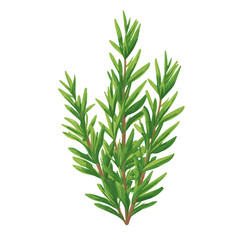 Fototapeta premium Rosemary, rendered in a minimalist 2D flat vector icon style against a pure white backdrop