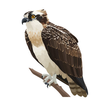Minimal 2D flat vector of a Osprey, icon-style illustration on a white background