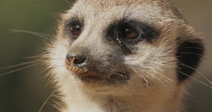 Meerkat (Suricata suricatta) or suricate is a small mongoose found in southern Africa.