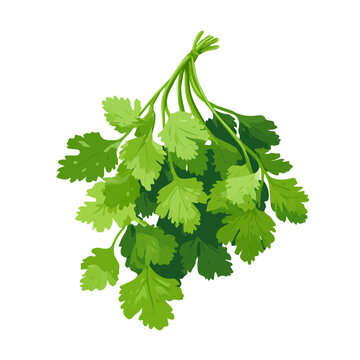 Simple flat 2D vector graphic of a Cilantro in modern icon style, isolated on a white canvas