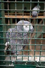 A parrot in a cage. Portrait of beautiful gray African parrot in the zoo. © aynurland