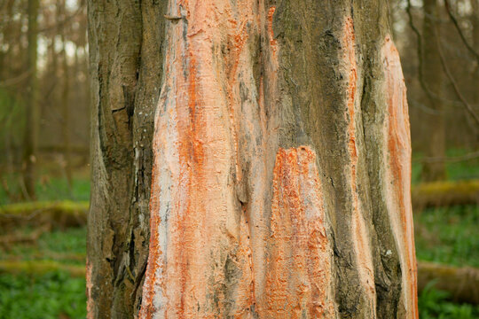 Canker bark latex sap and gummosis disease of Carpinus betulus Cytospora decipiens fungi hornbeam Trentepohlia or yoke elm closed-up orange red photo. Sunken, discolored cankers, gummosis oozing and