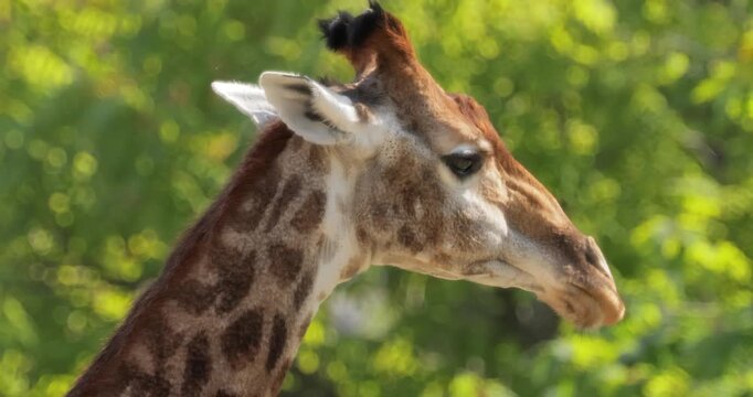 South African giraffe or Cape giraffe close-up portrait (Giraffa camelopardalis giraffa).