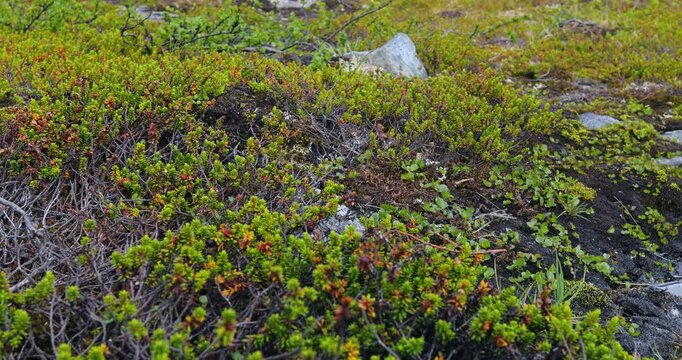 Arctic Tundra. Beautiful Nature Norway natural landscape.