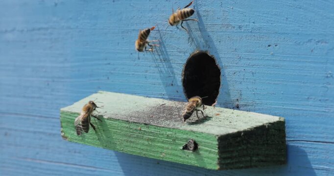 Honey bees fly near a beehive. Bees are best known to humans for their ecological roles as pollinators. Honey bees flying into wooden beehives.