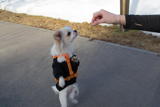 Woman feeding chihuahua dog wearing harness and sweater on outdoor path. Pet owner training puppy to sit on hind leg. Obedience education of domestic animal in winter park environment.